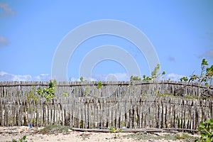 Fence made of  tree branches, typical of the coast of northeastern Brazil. photo